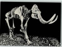 W7000 Stuttgart Skelett eines Steppenelefanten Eiszeit Museum Naturkunde Dinosaurier Foto AK