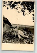 Jungstörche Voigtländer Storch
