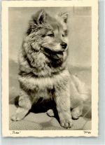 Popp-Karte Chow Chow