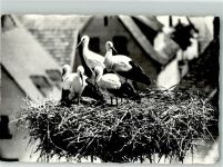 Storch Foto AK