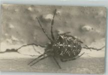 Webspinne Spinne