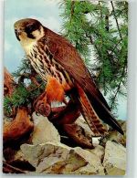Baumfalke Raubvogel Foto AK