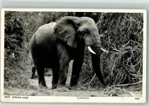 Ostafrika Elefant Foto AK