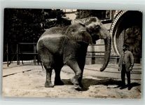 W1000 Tiergarten Zoo Elefant