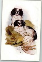 M.Munk Nr.883 Pekinese Künstlerkarte