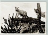 Luchs im Museum Raubkatze Foto AK