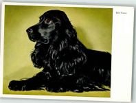 Edle Rasse Verlag Lengauer Nr. 2210 Spaniel Künstlerkarte