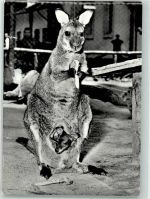 Milano Kanguru Zoo Australisches Tier Foto AK