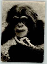 O2500 Rostock Junger Schimpanse Zoo Affe Foto AK