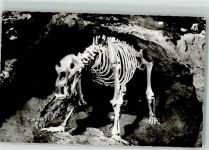 W8573 Pottenstein , Oberfr Teufelshöhle Skelett eines Höhlenbär Höhle Foto AK