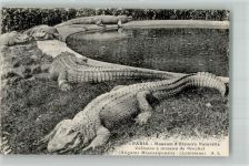Paris Museum d`Histoire Naturelle Hechtschnautzenkaimane Krokodil