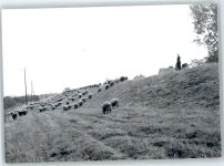 21706 W2168 Drochtersen - Schafherde, Fotoabzug