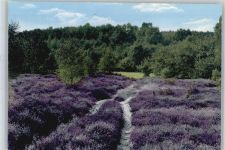 49849 W4459 Wilsum b Emlichheim - Heidelandschaft