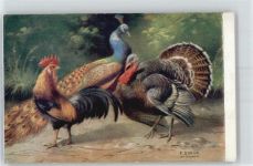 Dorno, E. , Hühner , Pfau Künstler