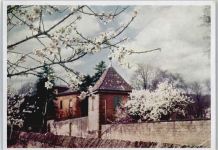 67146 W6705 Deidesheim - Mandelblüte