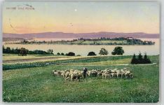 78462 W7750 Insel Mainau Lithographie 1911
