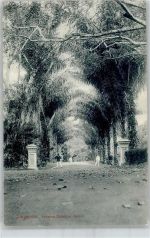 Singapore 1913 - Botanischer Garten
