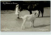 Pony Ziege Adel Prinz Wilhelm Foto AK