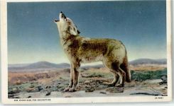 Kojote Wolf Künstlerkarte
