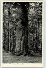 23746 W2436 Kellenhusen (Ostsee) - Kroneneiche