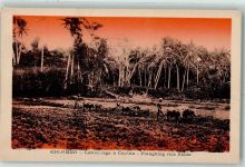 Colombo - Labourage a Ceylan Ploughing rice fields