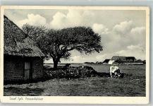 25980 W2280 Sylt-Ost Foto AK Friesenhäuser Kuh