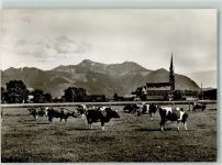 83236 W8212 Übersee Foto AK Weidende Rinder vor der Pfarrkirche St. Nikolaus mit dem Hochgern