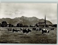 83236 W8212 Übersee Foto AK Weidende Rinder vor der Pfarrkirche St. Nikolaus mit dem Hochgern
