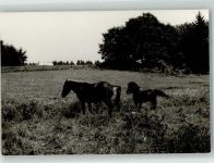 66709 W6649 Weiskirchen , Saar FOTO KEINE AK Pferde Foto Original aus Archiv eines Ansichtskartenverlages Ort handschriftlich