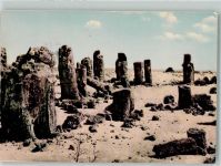 Varna Stalin 1965 Foto AK Versteinerter Wald