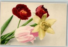 Tulpen Martin Rommel u. Co. 613 Rommel