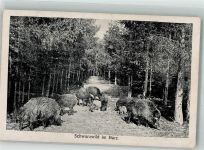 Schwarzwild im Harz Wildschwein 1919