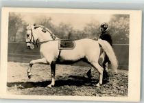 Ein edler Schimmel am langen Zügel Spanische Reitschule Privatfoto AK