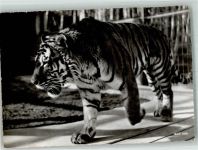 Zürich Zoo Sibirischer Tiger Tiger