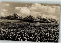 Frühling auf der Alp Berg