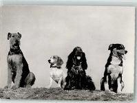 Airedale Terrier Beagel Eng. Cocker Spaniel Appenzeller Großer Hund