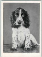 Hund Welpe Spaniel