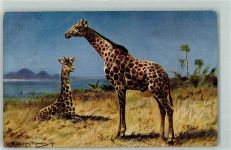 Giraffe sign. Müller jun. München AK Exotisches Tier 1906