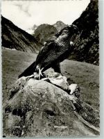 Hühnerhabicht Raubvogel Foto AK