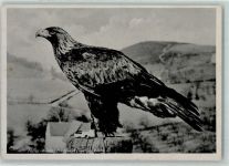 W4930 Berlebeck Adler-Warte Steinadler AK Raubvogel
