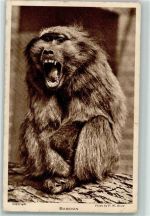 London Zoo Baboon Affe Gebrauchsspuren