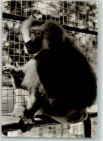 W6740 Landau in der Pfalz Zoo Mantelpavian Affe