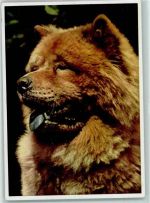 Verlag Carl Werner AK Chow Chow