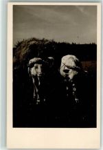 Ochsenkarren Heuernte AK Tiergespann Foto AK