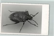 Insekt Käfer Exotisches Tier Privatfoto KEINE AK