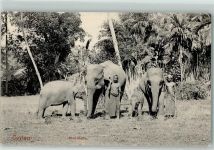 Ceylon Volkstypen AK Elefant