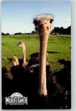 San Antonio Wildlife Ranch Ostrich Strauß Exotisches Tier