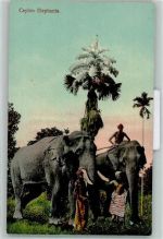 Colombo Ceylon Elephants AK Elefant