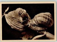 Stöckel Bildkarte H 107 AK Schnecke