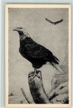 Weißkopfseeadler sign. Künstler sign. KEINE AK